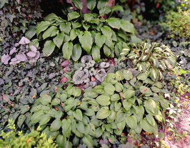 Miniatura: Hosty przekwitły? Najlepiej zrób to, co...