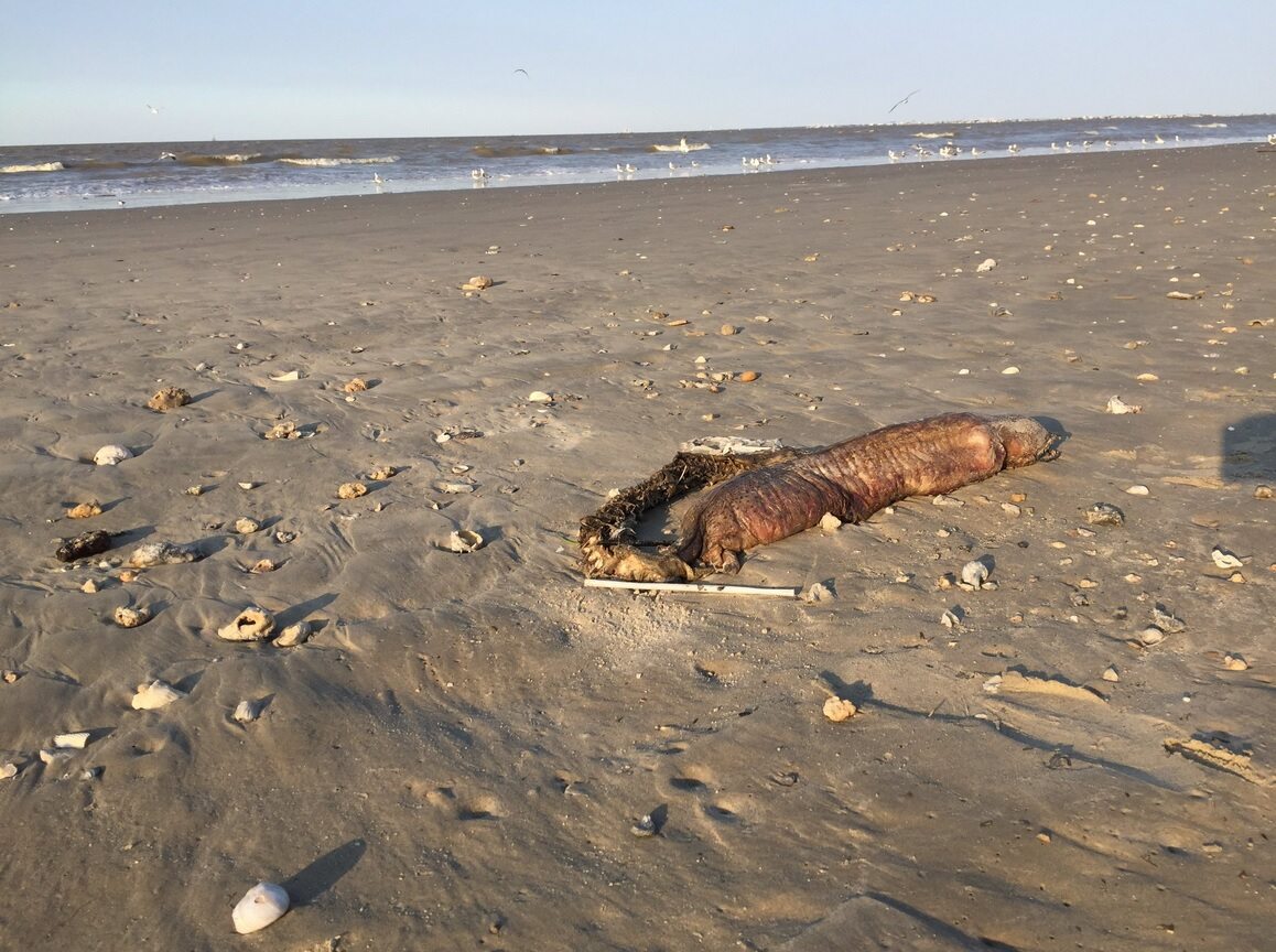 Dziwne morskie stworzenie Obrzydliwe zwłoki tajemniczego stworzenia wyrzucone zostały na plażę w Teksasie po huraganie Harvey w ubiegłym roku.
