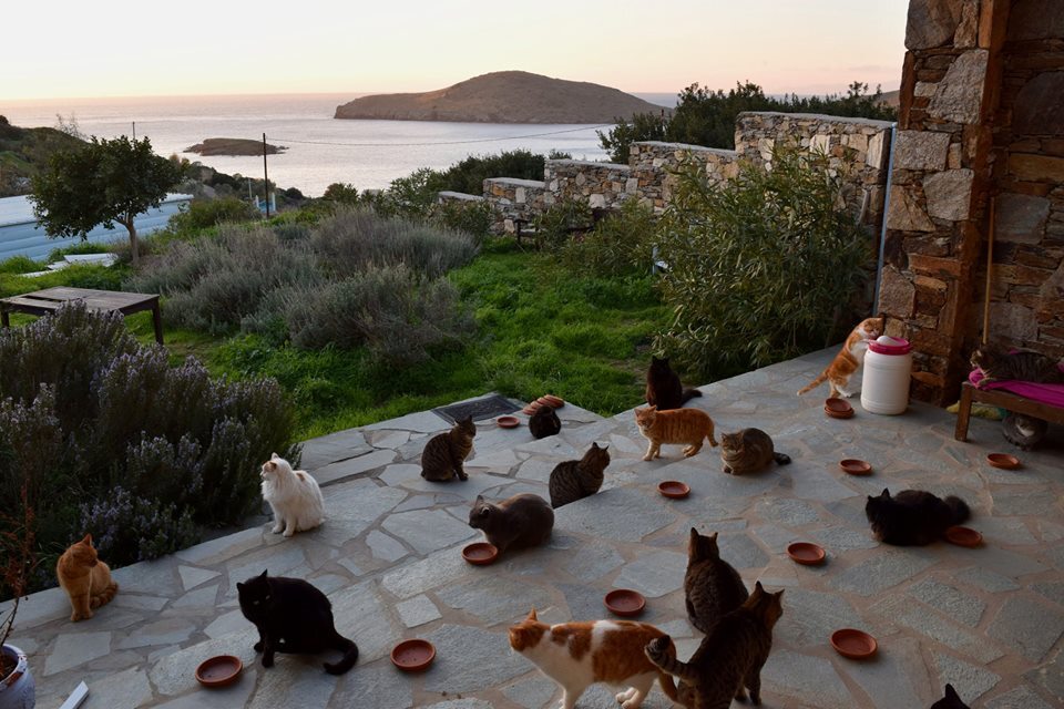 Schronisko dla kotów na wyspie Syros 