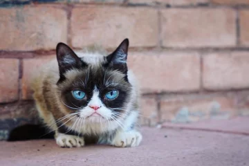 Grumpy Cat 