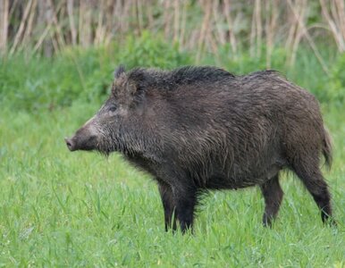 Miniatura: Samochód uderzył w trzy dziki. Zablokowana...