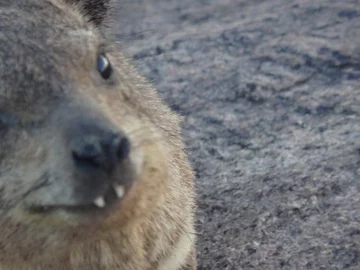 Uwodzicielskie spojrzenie 