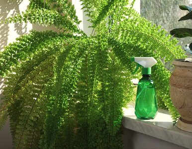 Miniatura: Wyjmij wszystkie 613 pestek i zalej wodą....