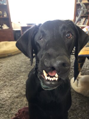 Miniatura: Ten pies urodził się z wada genetyczną. Po...