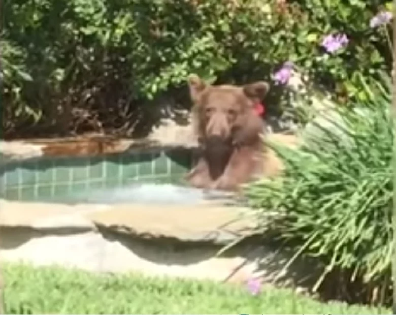 Miniatura: Niedźwiedź szukał ochłody w basenie....