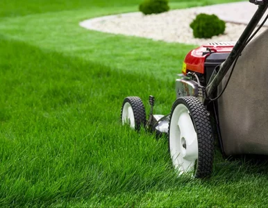 Miniatura: Kosiarki: Jak wybrać idealny sprzęt do...