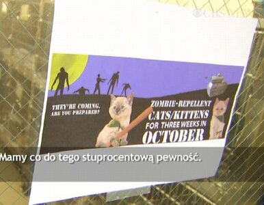Miniatura: Koty chronią przed... atakiem zombie?...