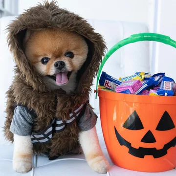 Jiffpom 