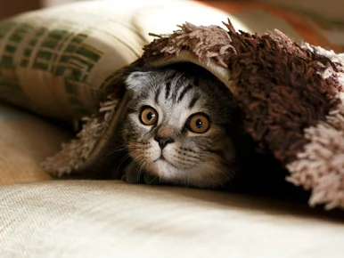 Miniatura: QUIZ z okazji Światowego Dnia Kota. Co...