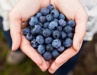 Miniatura: Filiżanka dla ciebie, resztki dla borówki....