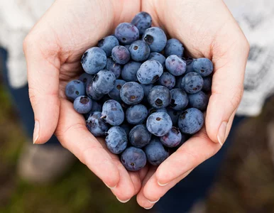 Miniatura: Filiżanka dla ciebie, resztki dla borówki....