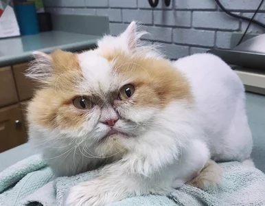 Miniatura: Internauci znaleźli już nowego Grumpy...