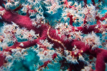 Crinoid & Red Gorgonian 