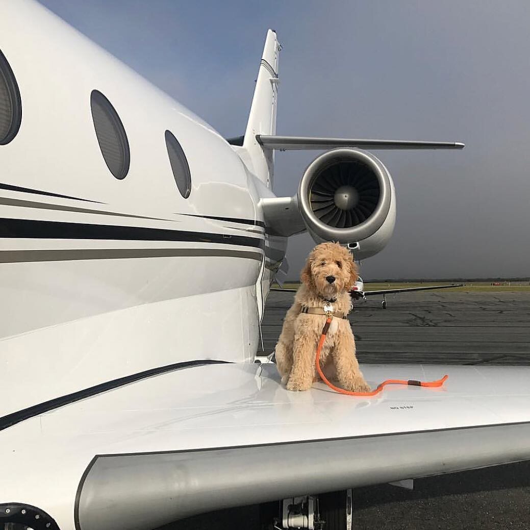 Pies i jego luksusowe życie 