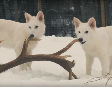 Miniatura: Te zwierzęta zrobiły furorę w „Grze o...
