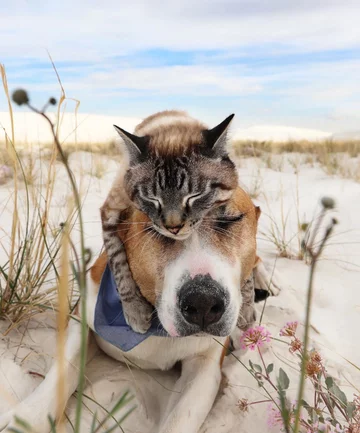 Henry i Baloo 
