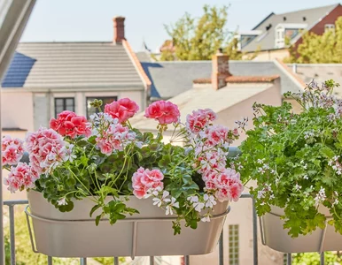 Miniatura: Wlej to pod pelargonie, a kwiatów będzie...