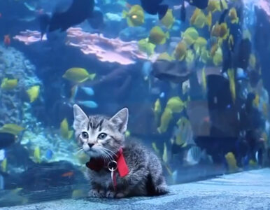 Miniatura: Kocie figle przy gigantycznym akwarium....
