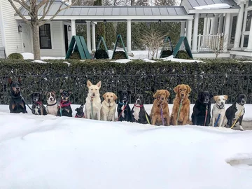Saratoga Dog Walkers opiekują się psami 