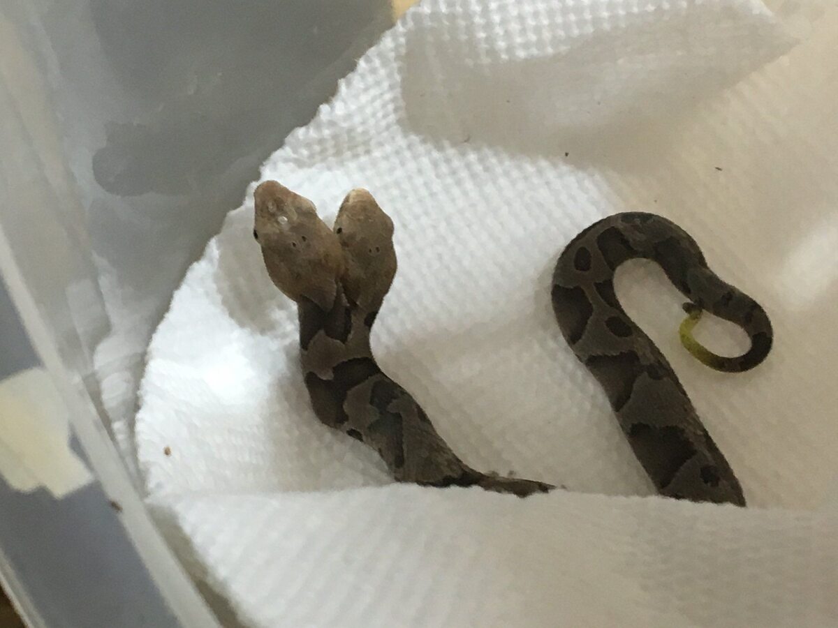 Dwugłowy wąż znaleziony w Wirginii 