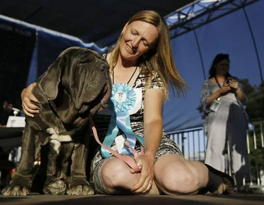 Miniatura: Najbrzydszy pies świata wybrany. Martha...