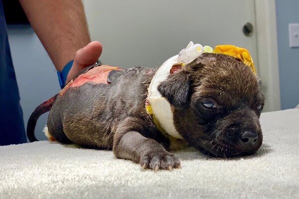 Miniatura: Szczeniak znaleziony w śmietniku. Klinika...