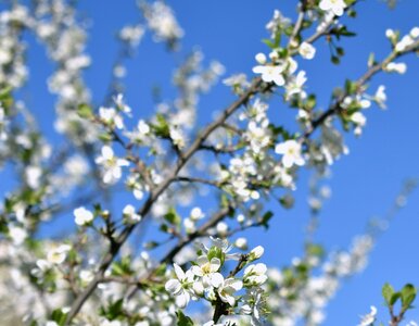 Miniatura: Nawet 28 stopni i brak deszczu. Czy czeka...
