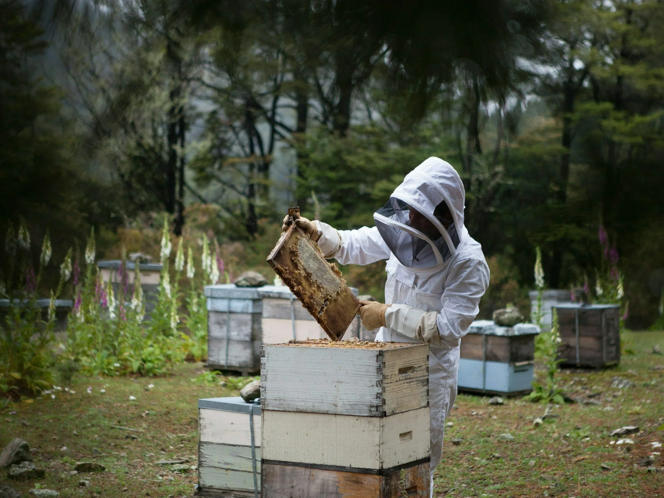 Quiz z zawodów! Wiesz kim jest bartnik?