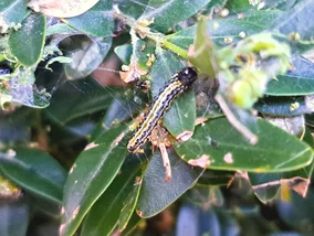 Miniatura: Dodaj 1 łyżkę do oprysku. Ćma bukszpanowa...