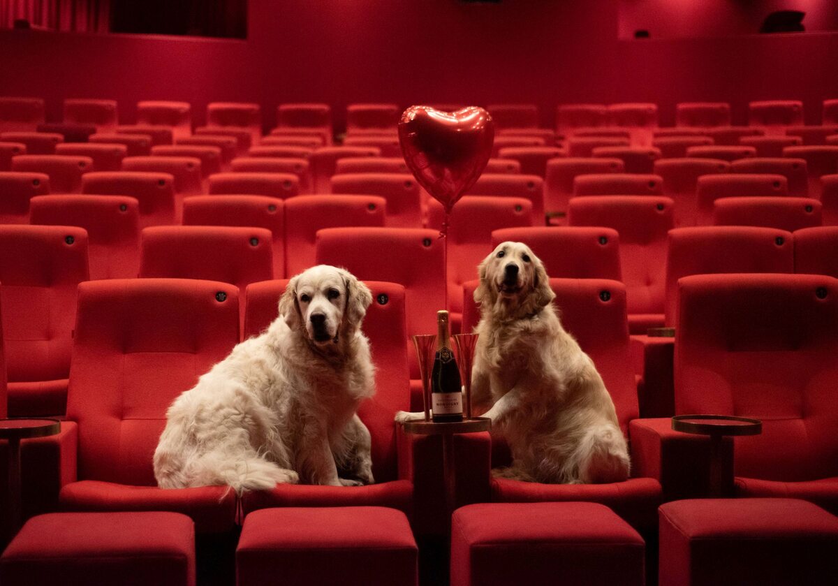 Dwa psy na „randce” w kinie 