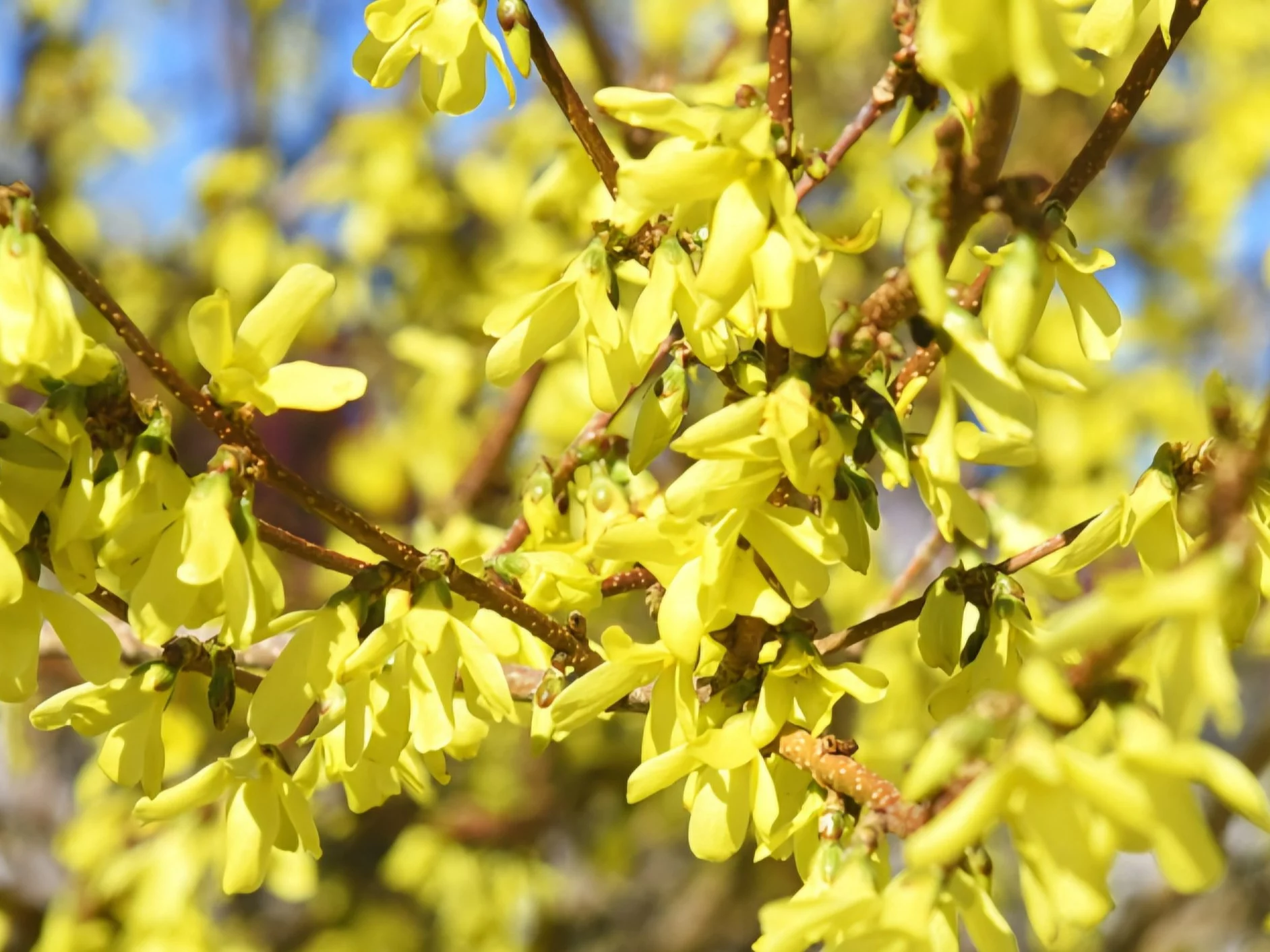 Wiesz, co to za roślina? 8/10 to niezły wynik