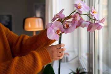 Storczyk Phalaenopsis to&nbsp;najczęściej uprawiana w&nbsp;polskich domach  odmiana storczyka