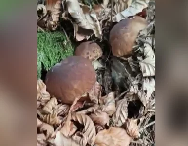 Miniatura: Tylu prawdziwków jeszcze nie widzieliście....