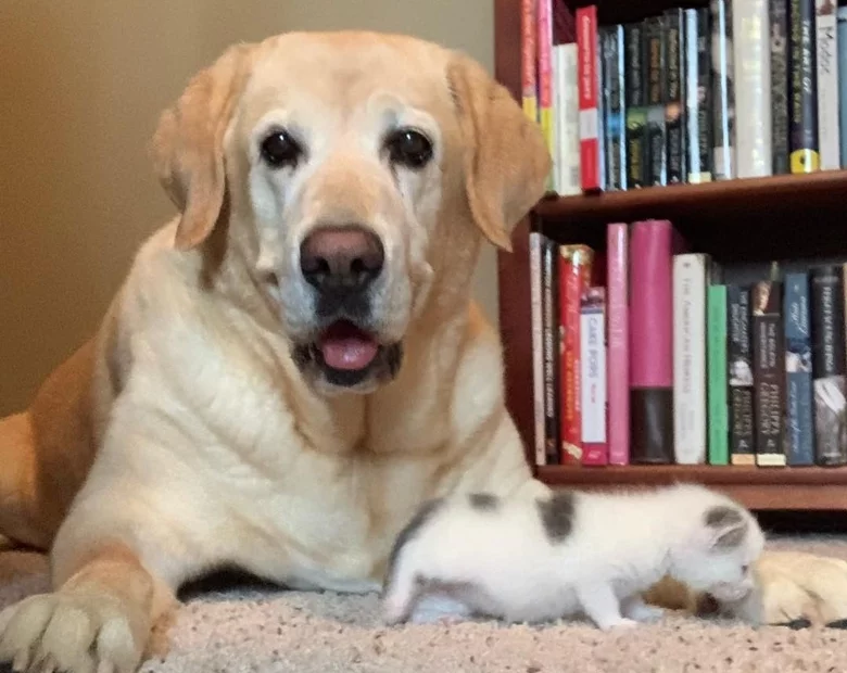 Miniatura: 12-letni labrador dokonał nietypowej...