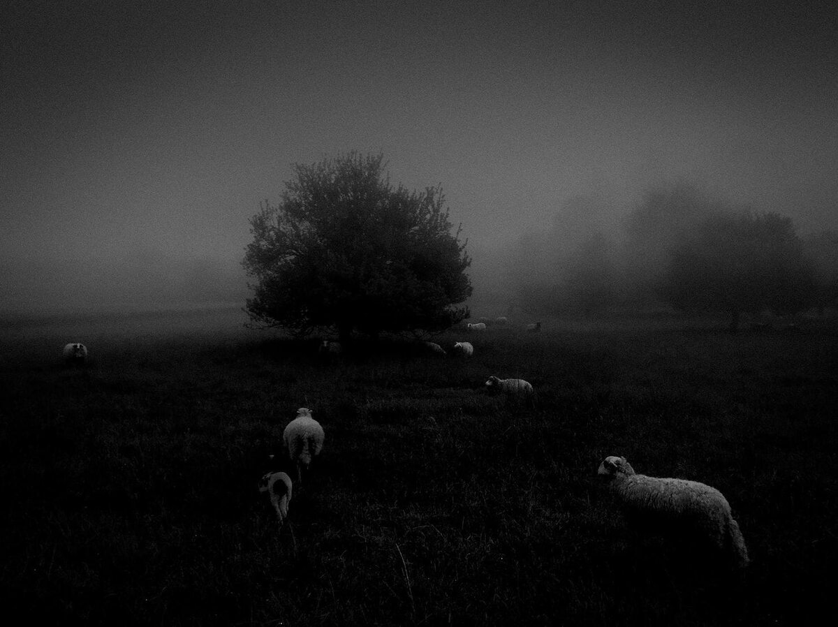 Kategoria „Natura" - Sukru Mehmet Omur Tuluza, Francja. Poranna mgła