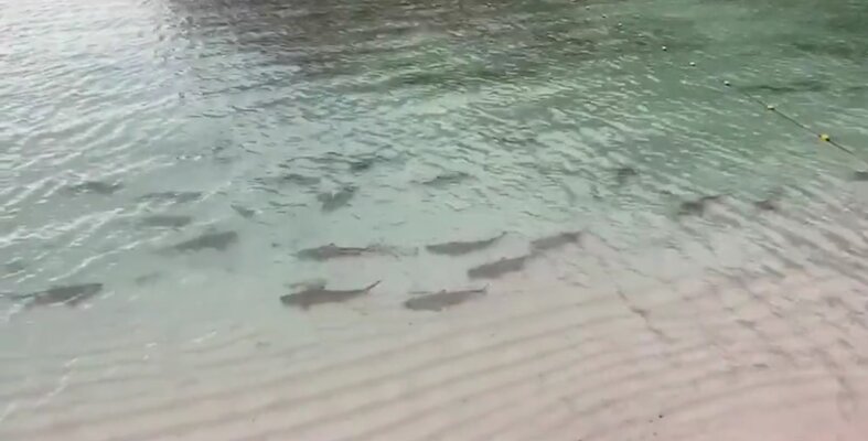 Miniatura: Maya Bay znana jest między innymi z filmu...