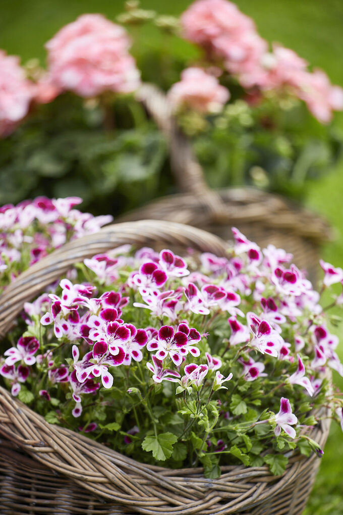 Pelargonie