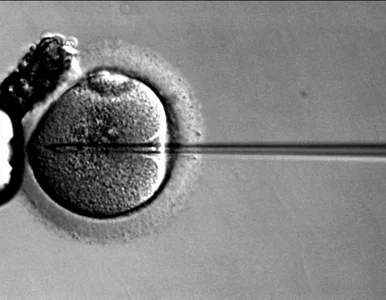 Miniatura: "Ojciec&#8221; metody in vitro nie żyje