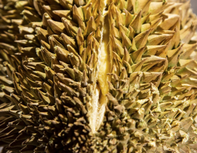 Miniatura: Owoc duriana wywołał panikę na poczcie w...