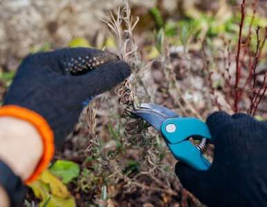 Miniatura: Nie przytniesz lawendy w tym terminie –...