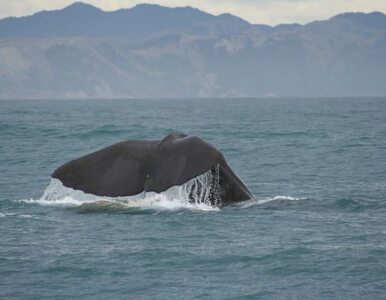 Miniatura: Wieloryb w Bałtyku. Pierwszy raz od 2007 roku