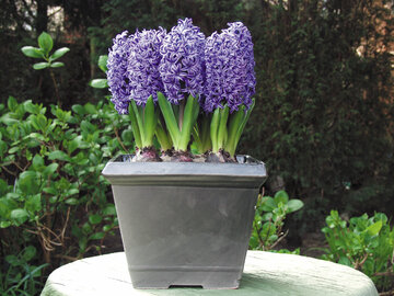 Hiacynty, hyacinthus orientalis