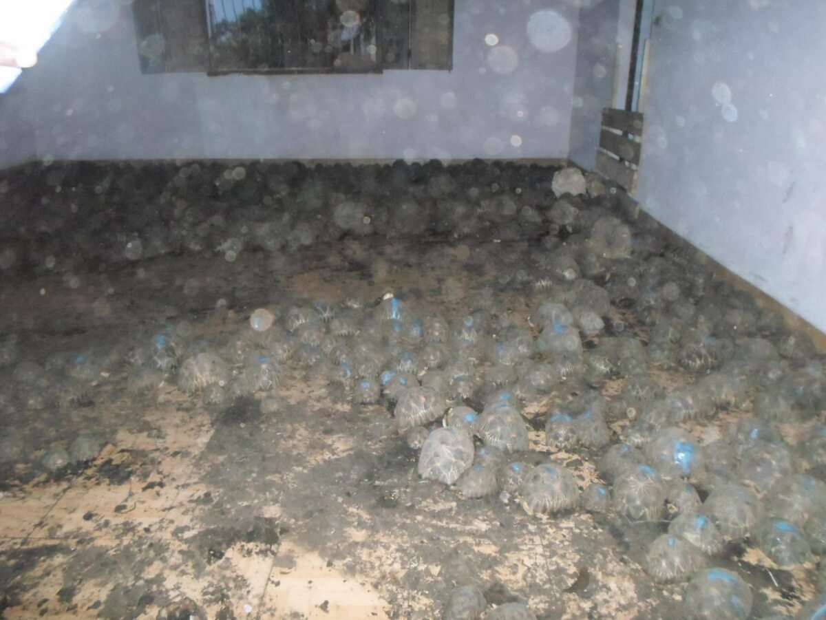 Żółwie promieniste uwięzione w mieszkaniu 