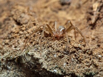 Pająk skrzypcowy (Loxosceles Rufescens)
