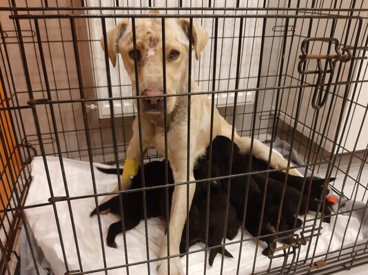 Miniatura: Suka i szczenięta znalezione w Łodzi