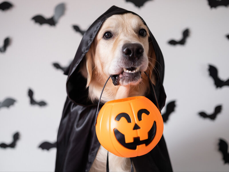 Czarne nietoperze namalowane za&nbsp;pomocą szablon&oacute;w farbą Dekoral Moc Koloru w&nbsp;odcieniu Mała Czarna stworzą efektowną ozdobę pokoju nastolatka