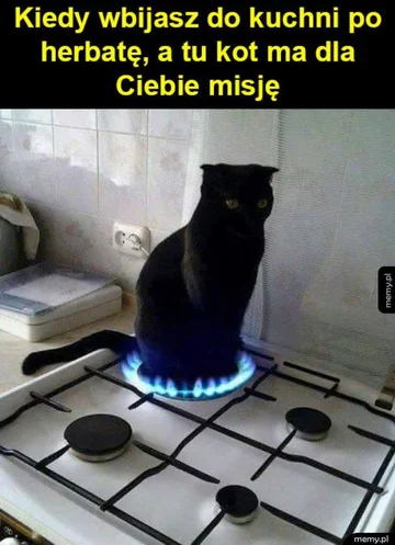 Kot najbardziej memicznym ze zwierząt? 