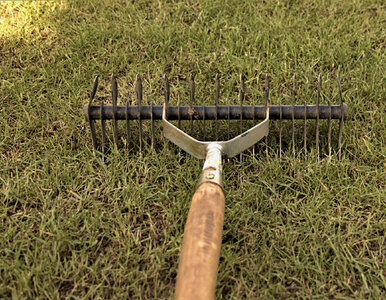 Miniatura: Skaryfikacja trawnika jesienią – zrób to,...