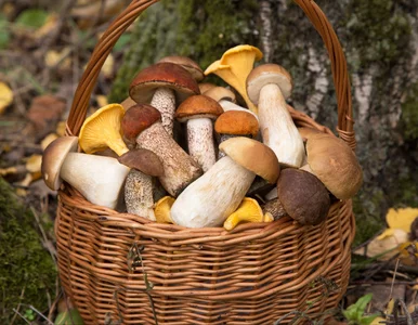 Miniatura: Niemcy mają dość. „Kradną grzyby i...