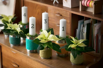 Poinsecja znana także jako gwiazda betlejemska 